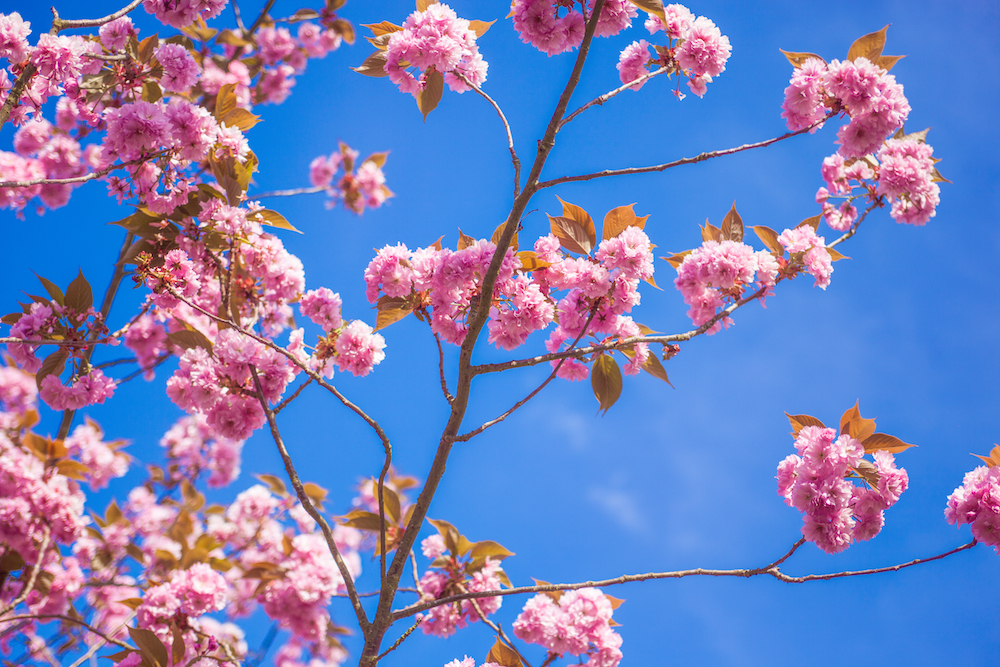 桜の木